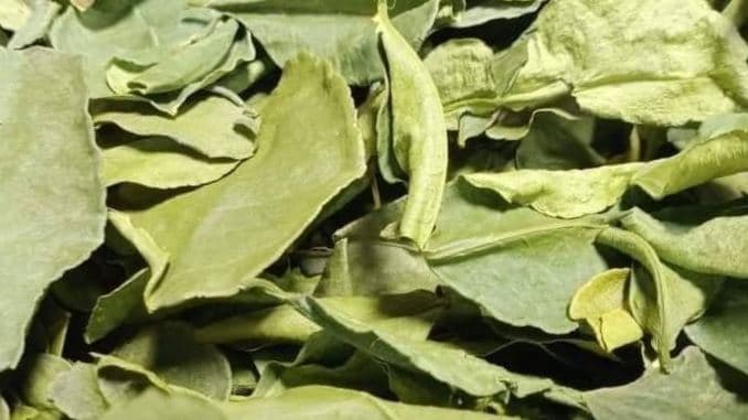 Makrut lime leaves 