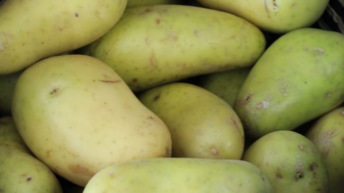 Why Do Potatoes Turn Green