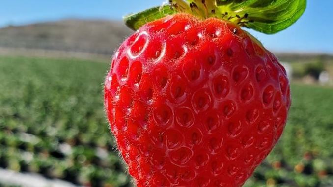 Is Strawberry a Vegetable Or Fruit