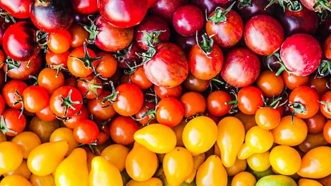 Why Do Tomatoes Have Many Different Colors