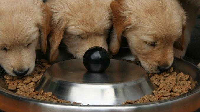 can you microwave dog food