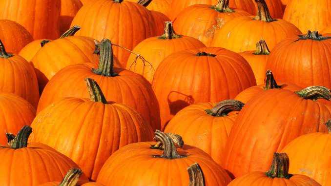 what to do with leftover pumpkins