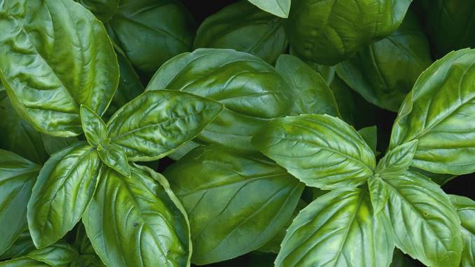 what to do with leftover basil